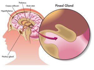 Pineal Gland, Mind's Eye & Third-Eye Chakra